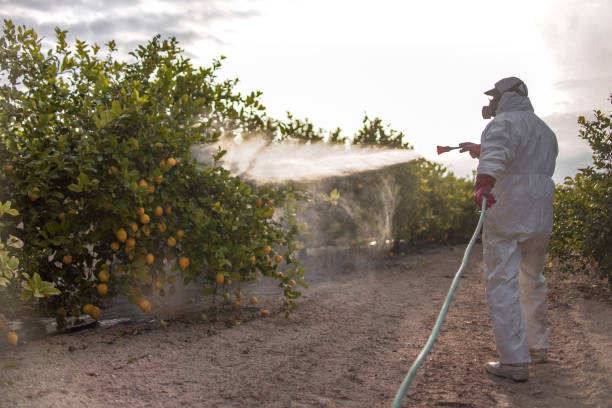 Professional Pest Control in Good Hope, CA