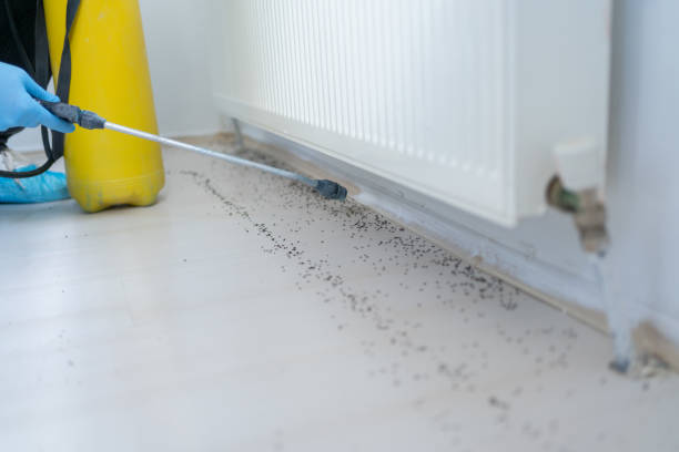 Best Affordable Pest Control Services  in Good Hope, CA
